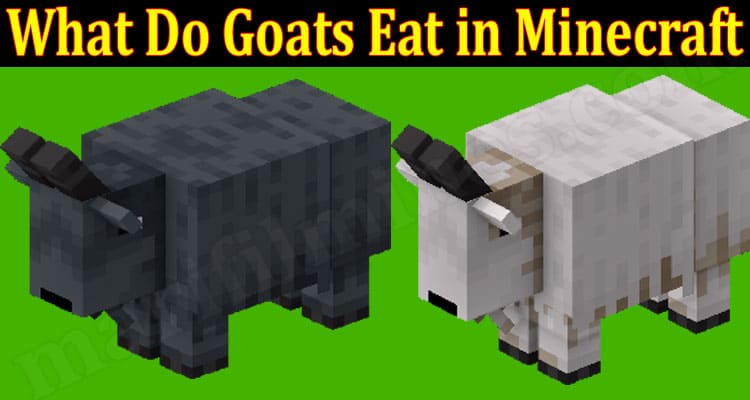What Do Goats Eat In Minecraft (June) Answered Here!
