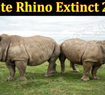 White Rhino Extinct 2021 (June) Get Deep Insight Here!