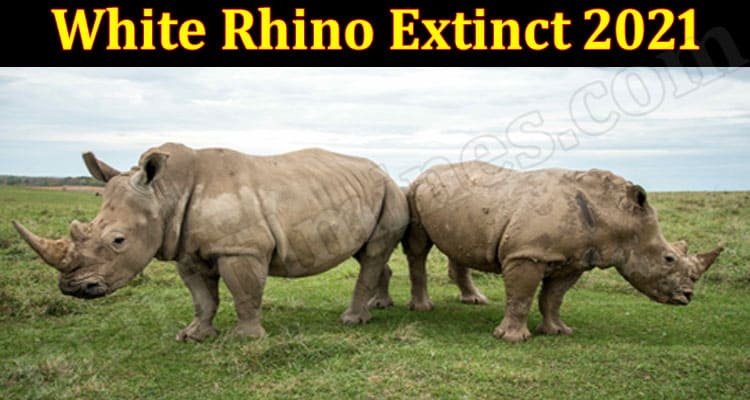 White Rhino Extinct 2021 (June) Get Deep Insight Here!