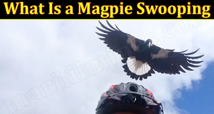 Latest News Magpie Swooping