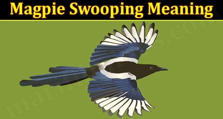 Magpie Swooping Meaning 2021