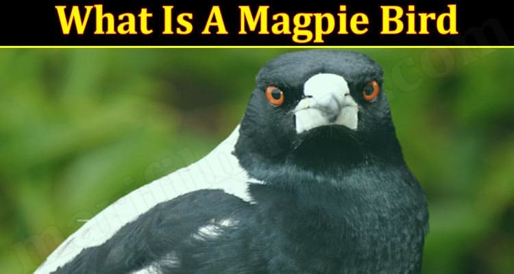 What Is A Magpie Bird 2021