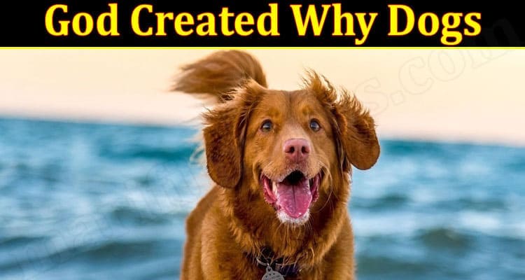 Latest News God Created Why Dogs
