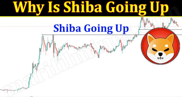 Latest News Shiba Going Up