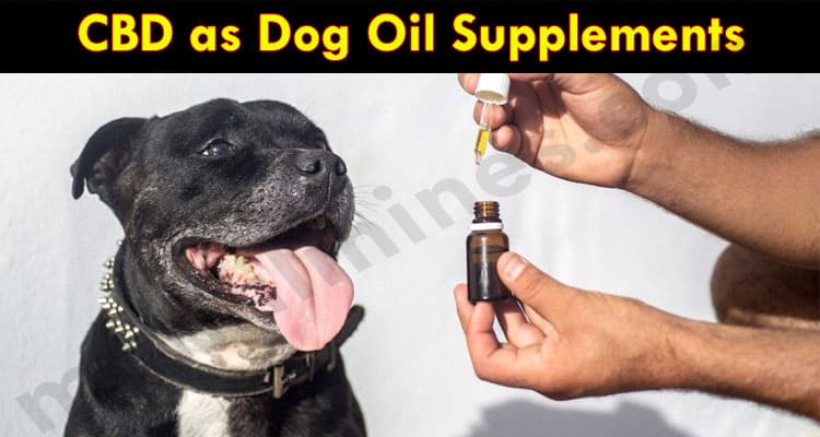Latest News CBD as Dog Oil Supplements