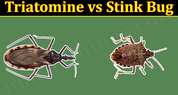 Latest News Triatomine vs Stink Bug