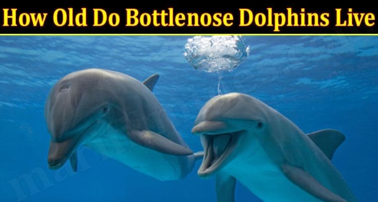Latest News Bottlenose Dolphins Live