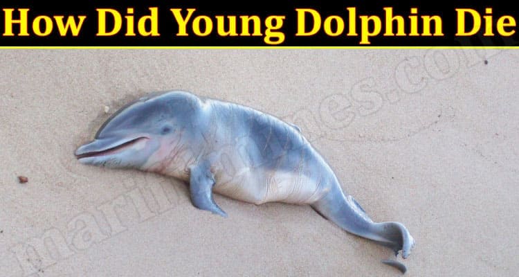 Latest News How Did Young Dolphin Die