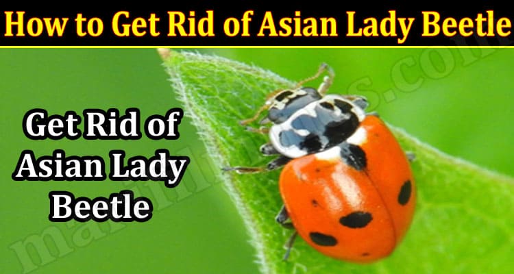Latest News How to Get Rid of Asian Lady Beetle