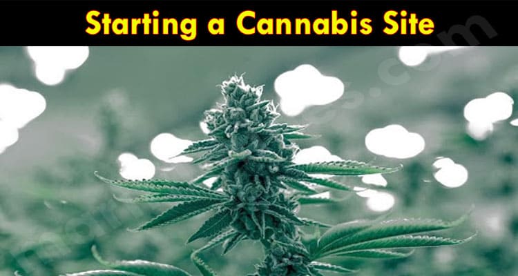 Latest News Starting a Cannabis Site