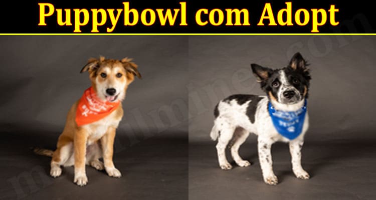 Latest News Puppybowl Com Adopt