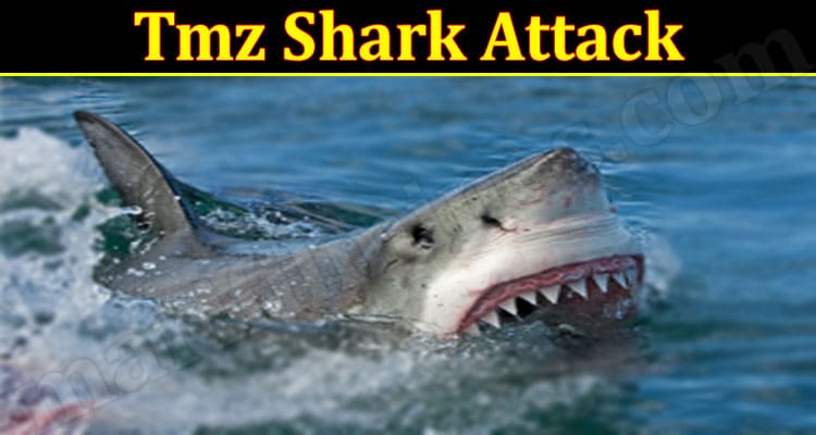 Latest News Tmz Shark Attack