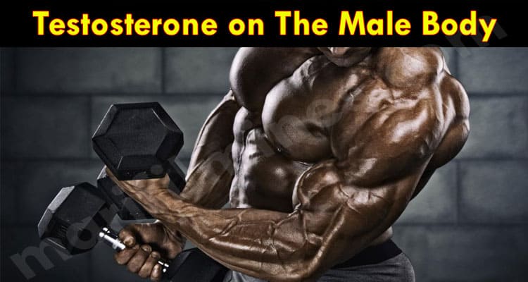 Complete Guide to Testosterone on The Male Body