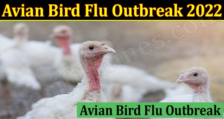 Latest News Avian Bird Flu Outbreak 2022