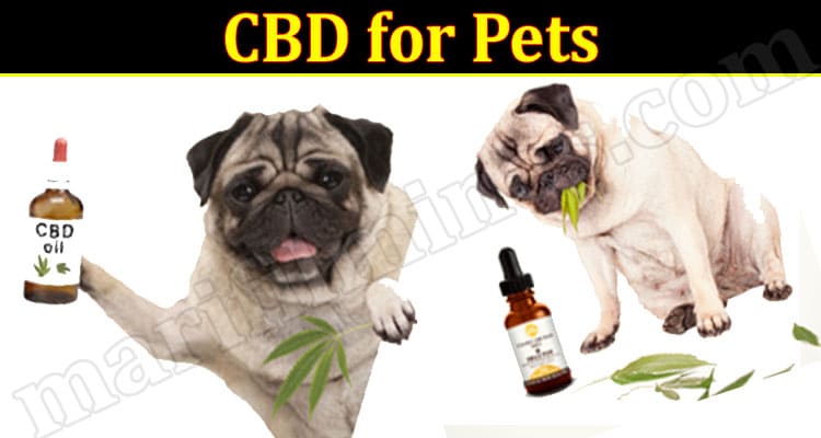CBD for Pets: Should You Try?