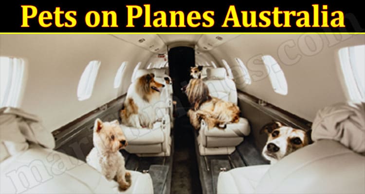 Latest News Pets on Planes Australia
