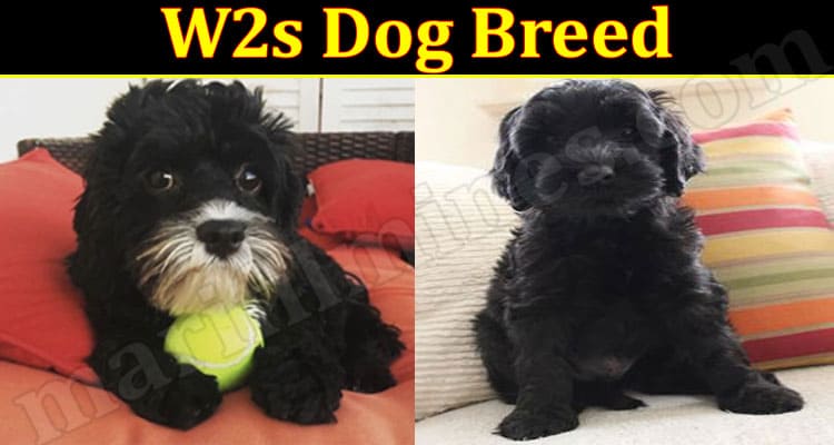 Latest News W2s Dog Breed