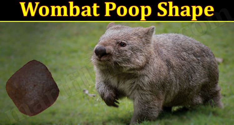 Latest News Wombat Poop Shape