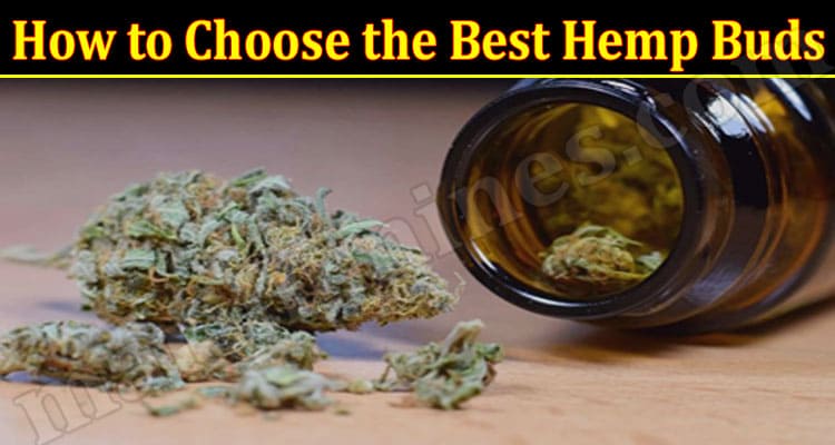 Complete Information How to Choose the Best Hemp Buds