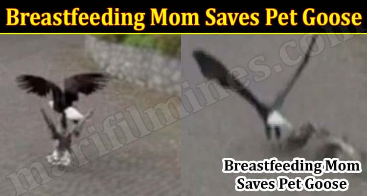 Latest News Breastfeeding Mom Saves Pet Goose