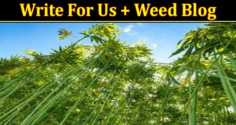 About General Information Write For Us + Weed Blog