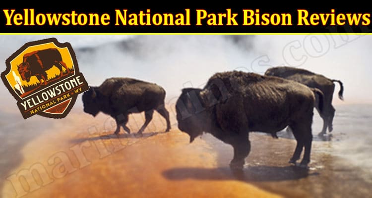 Latest News Yellowstone National Park Bison Reviews