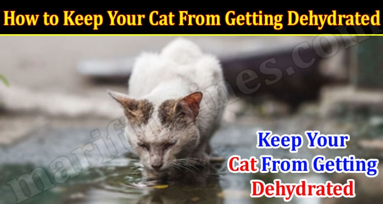 How to Keep Your Cat From Getting Dehydrated