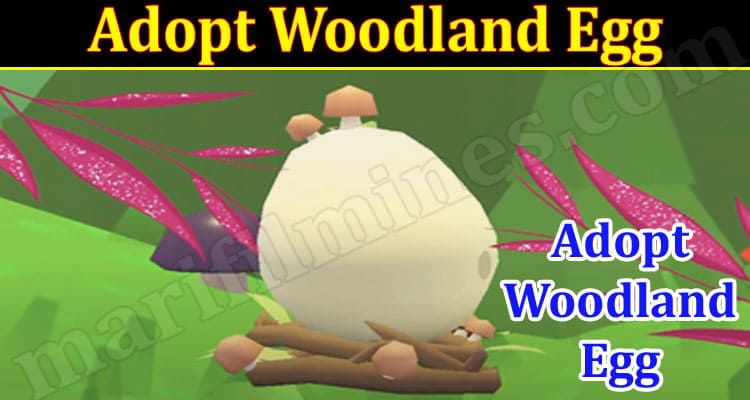 Latest News Adopt Woodland EggLatest News Adopt Woodland Egg