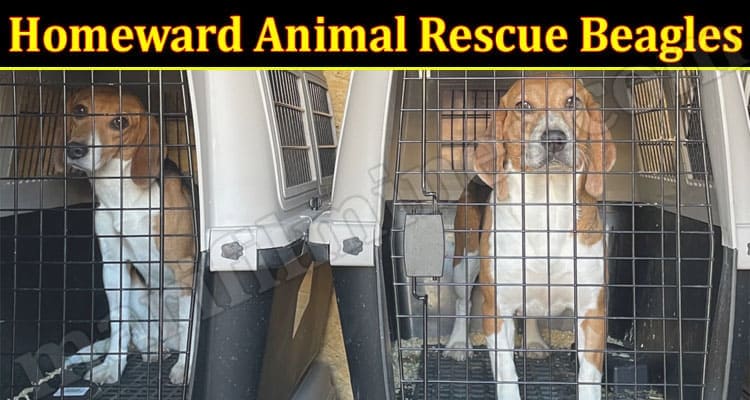 Latest News Homeward Animal Rescue Beagles