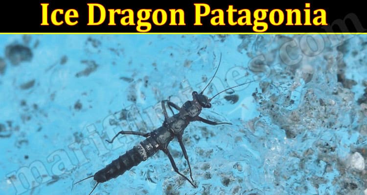 Latest News Ice Dragon Patagonia