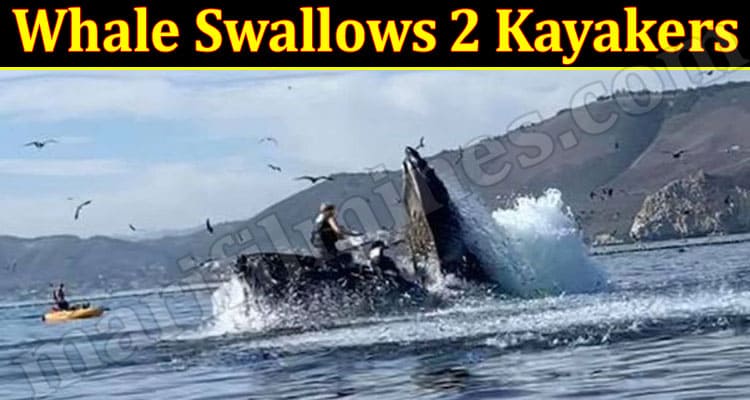 Latest News Whale Swallows 2 Kayakers