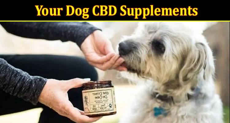 Things To Consider When Giving Your Dog CBD Supplements