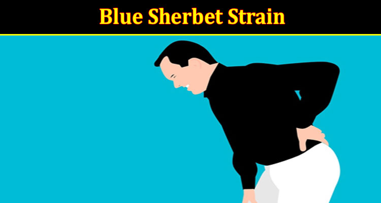 Complete Information About Blue Sherbet Strain Is It Beneficial For People With Chronic Pain Conditions