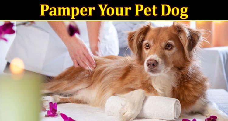 Complete Information About 6 Ways to Pamper Your Pet Dog