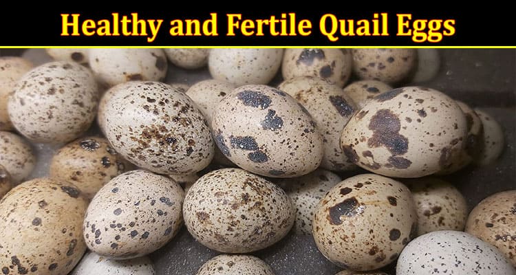 Complete Information About Healthy and Fertile Quail Eggs for Successful Incubation