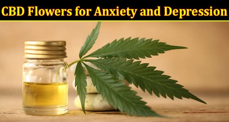 Complete Information About The Top 5 Strains of CBD Flowers for Anxiety and Depression