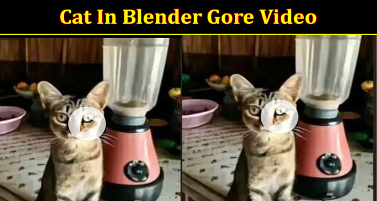 Latest News Cat In Blender Gore Video
