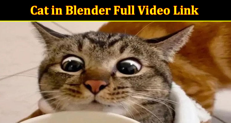 Latest News Cat in Blender Full Video Link
