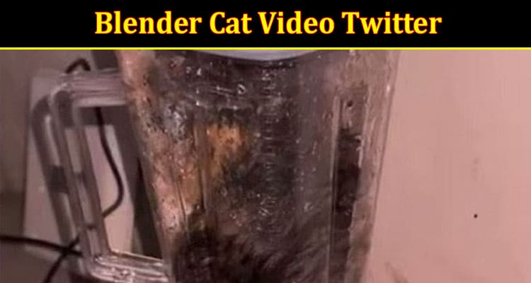 Latest News Blender Cat Video Twitter