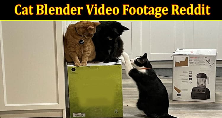 Latest News Cat Blender Video Footage Reddit