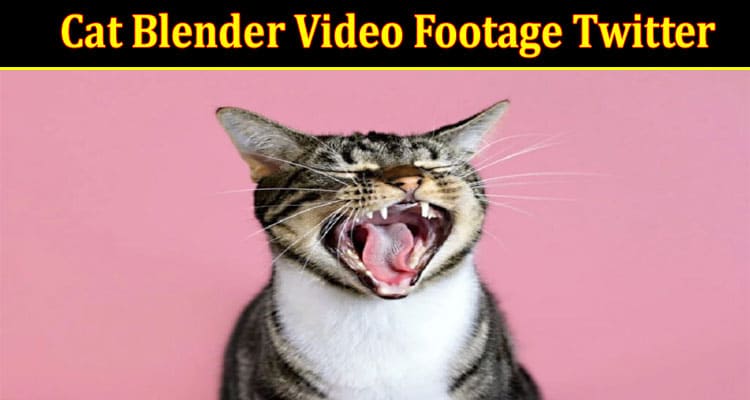 Latest News Cat Blender Video Footage Twitter