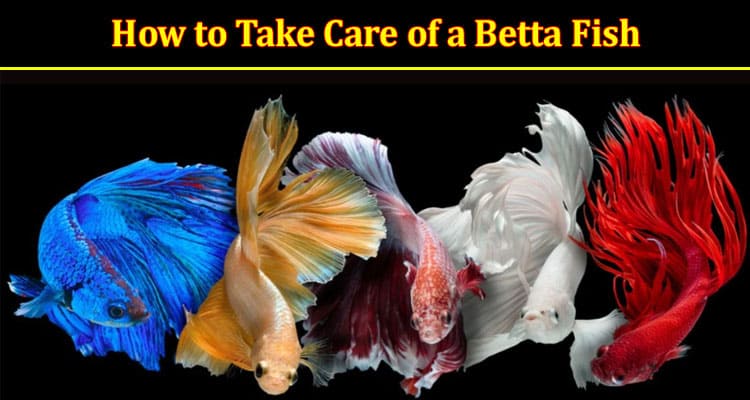 About General Information How to Take Care of a Betta Fish