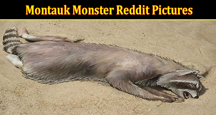 Latest News Montauk Monster Reddit Pictures