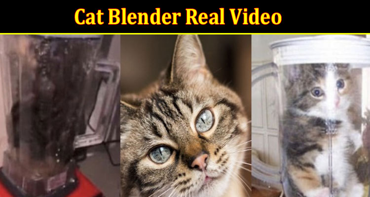 Latest News Cat Blender Real Video