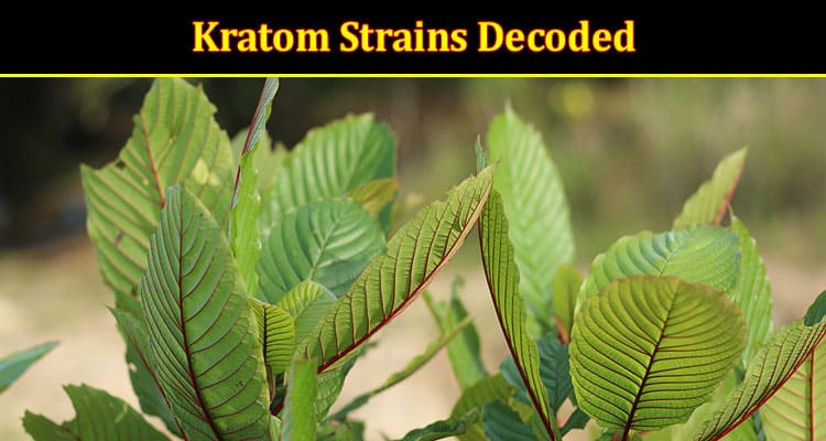 Kratom Strains Decoded: Finding the Right One for You