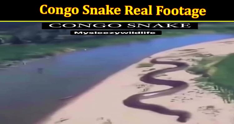 Latest News Congo Snake Real Footage
