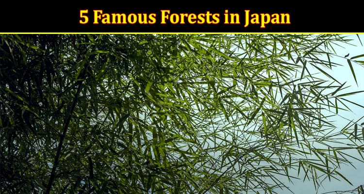 Top 5 Famous Forests in Japan to See with Your Own Eyes