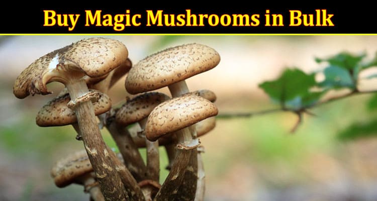 Buy Magic Mushrooms in Bulk for These Advantages