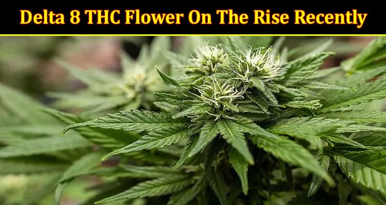 Why Is A Delta 8 THC Flower On The Rise Recently