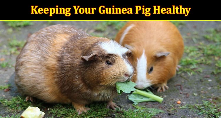 Keeping Your Guinea Pig Healthy: Signs to Look For